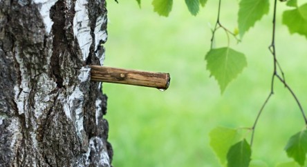 La sève de bouleau fraîche, un allié de choix pour votre détox