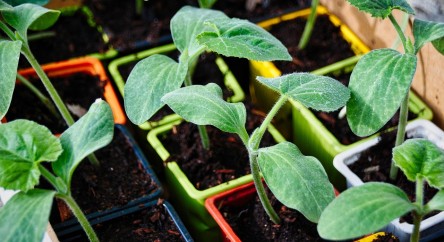 Le jardinage urbain