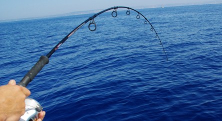 FISH FOREVER, au service de l'océan