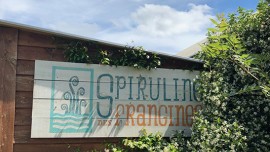 Spiruline des Frangines