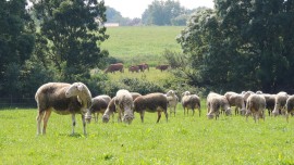 La Bergerie du Brandais (85)