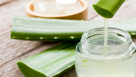 Tout savoir sur l'aloe vera