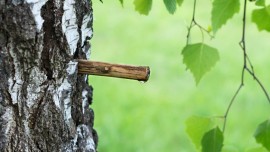 La sève de bouleau fraîche, un allié de choix pour votre détox