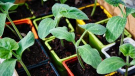 Le jardinage urbain