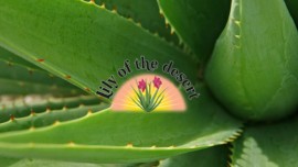 Lily of the Desert : l’aloe vera dans sa plus belle version !