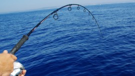 FISH FOREVER, au service de l'océan