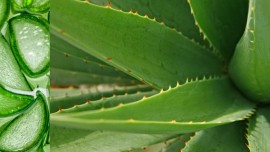 Les bienfaits de l’aloe vera en utilisation externe