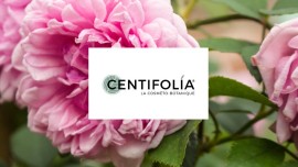 Centifolia, la cosmé engagée