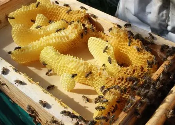 Lopez Apiculture