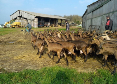 La ferme des Pervenches