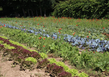 Les jardins de la forêt