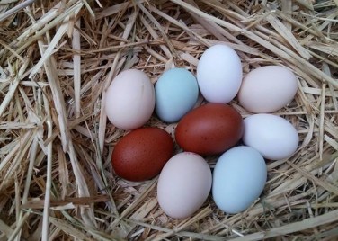 Charent'oeufs