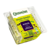 Graines germées Alfafa