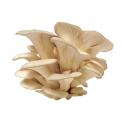 Champignons pleurote (environ 200gr)
