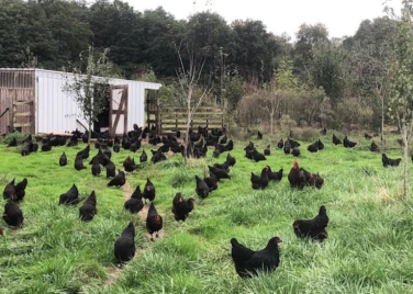 Monsel'oeuf