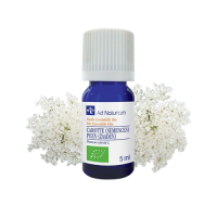He Carotte semence sauvage 5ml