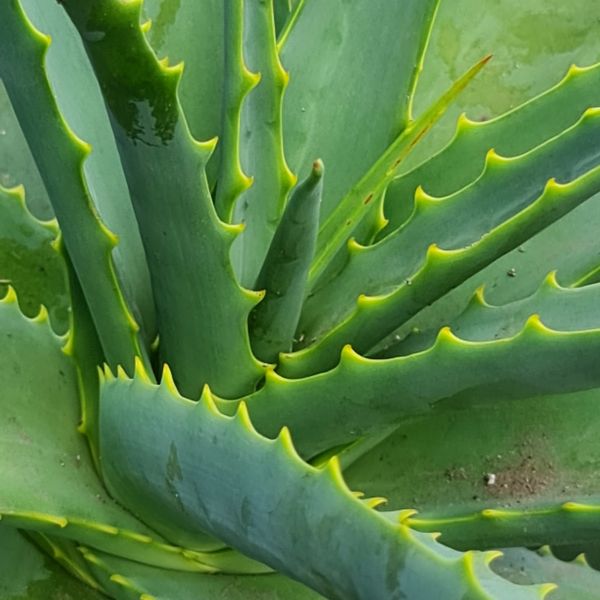 aloe vera